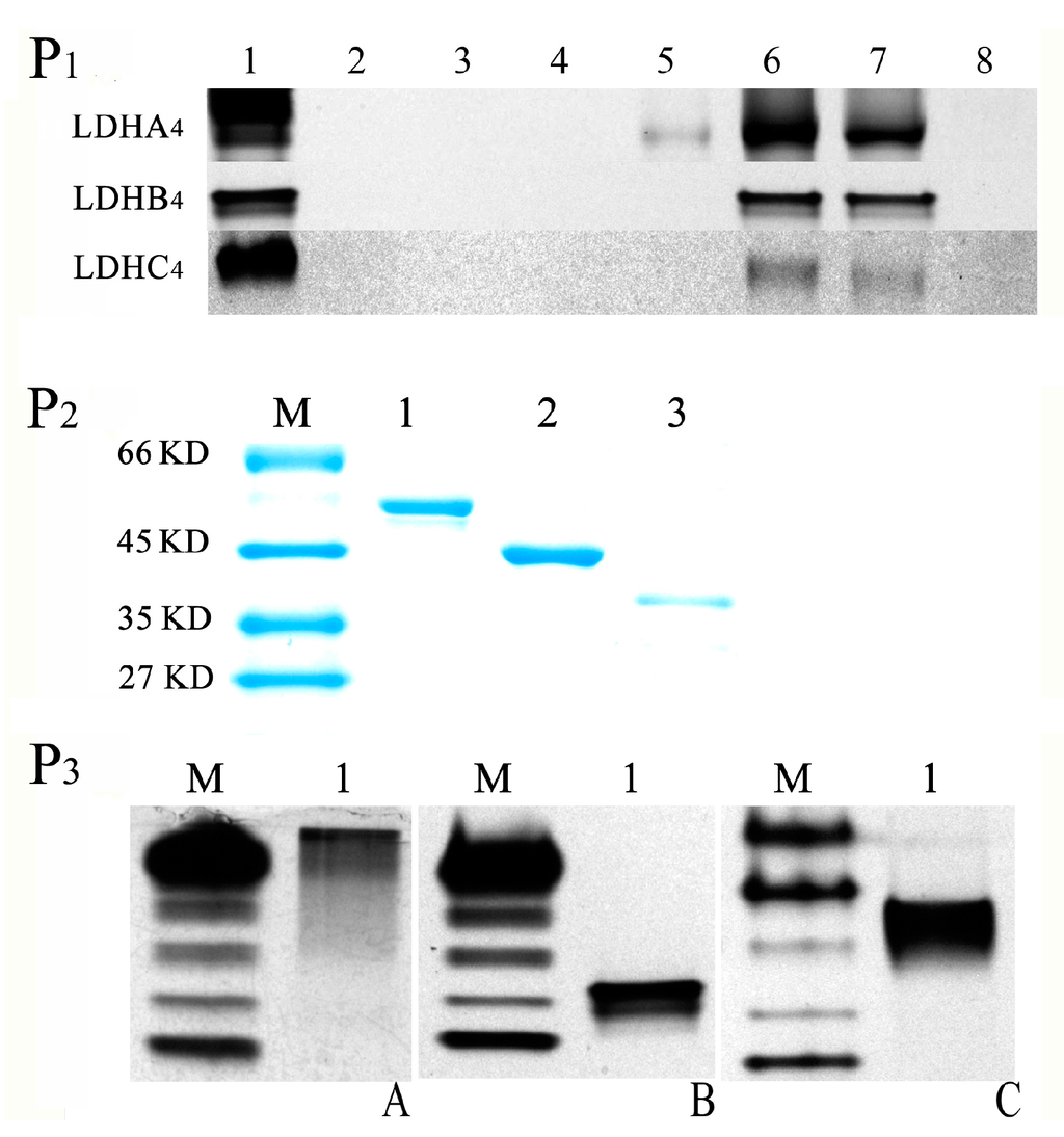 Ijms 17 00039 g003 1024