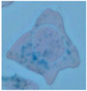 Ijms 17 00054 i002