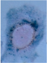 Ijms 17 00054 i003