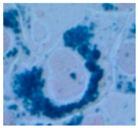 Ijms 17 00054 i004