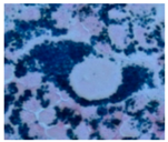 Ijms 17 00054 i005