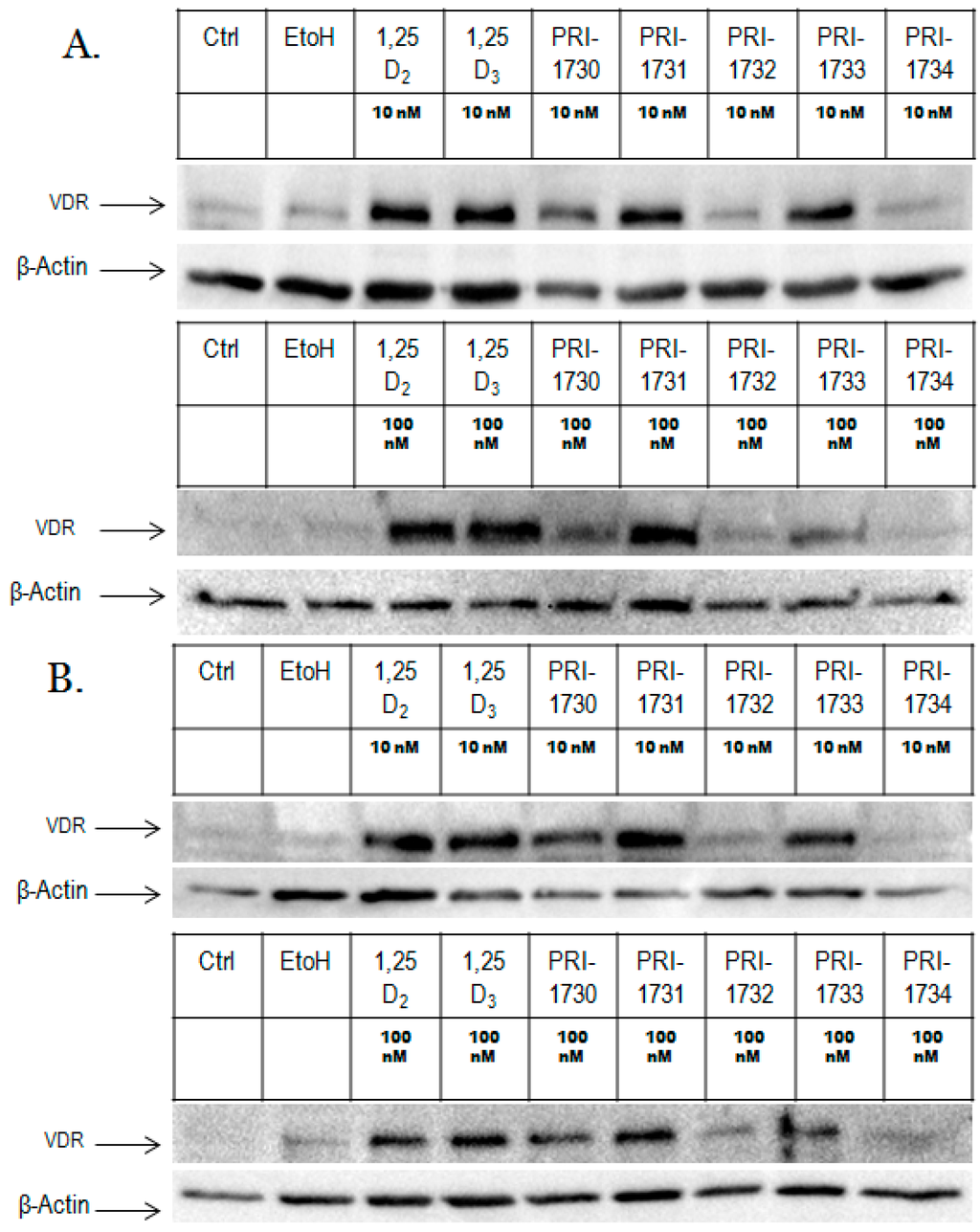 Ijms 17 00091 g004 1024