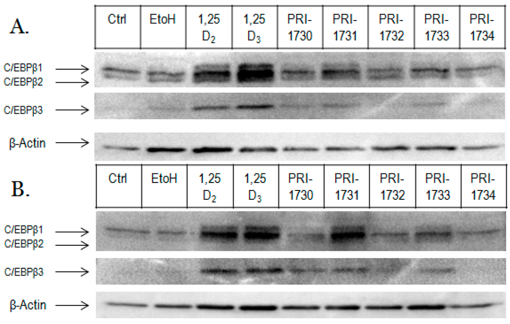 Ijms 17 00091 g005 1024