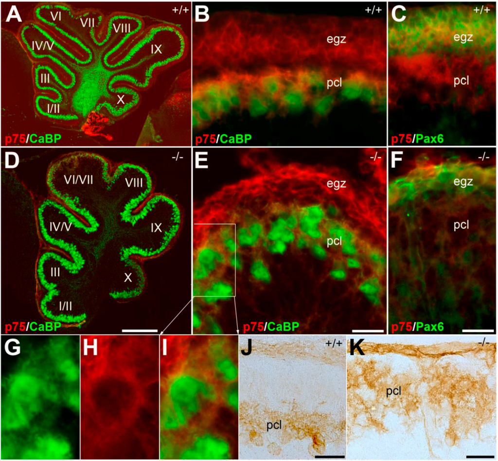 Ijms 17 00115 g002 1024