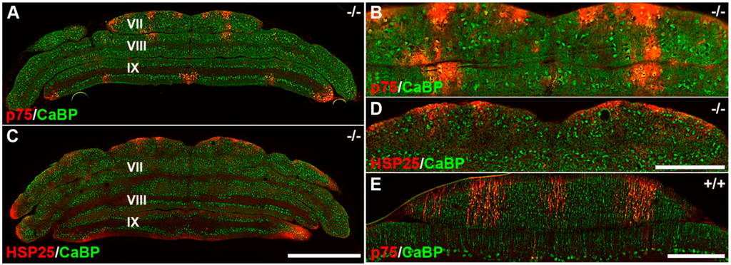 Ijms 17 00115 g004 1024