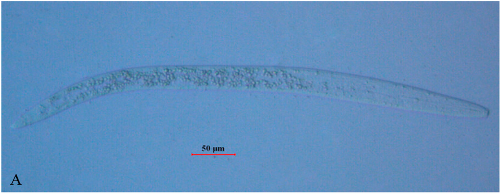 Ijms 17 00125 g001a 1024