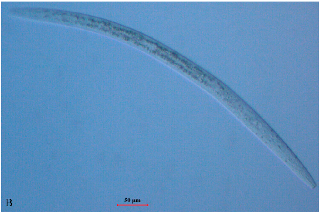 Ijms 17 00125 g001b 1024