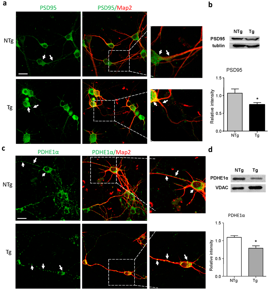 Ijms 17 00163 g002 1024
