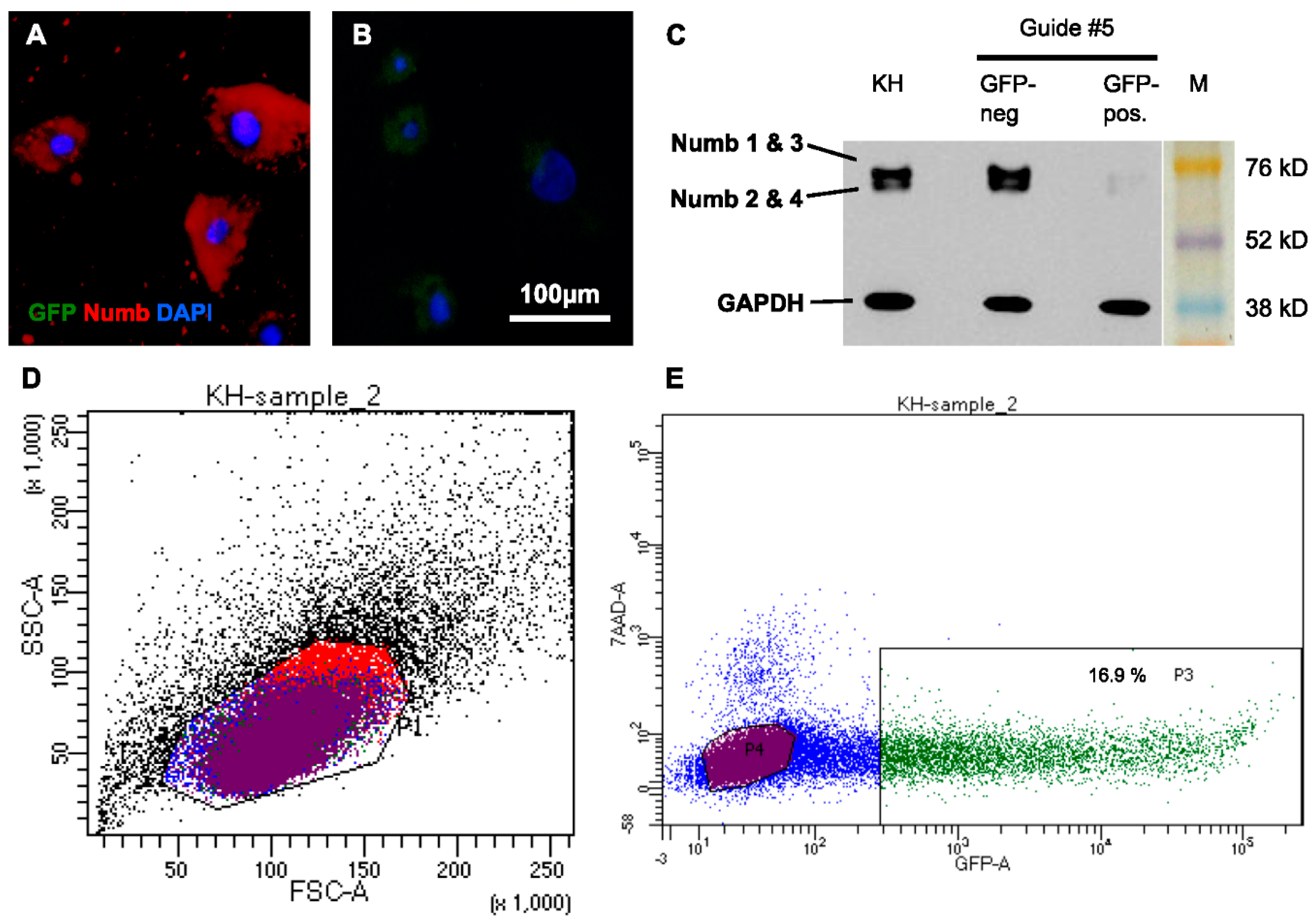 Ijms 17 00167 g005