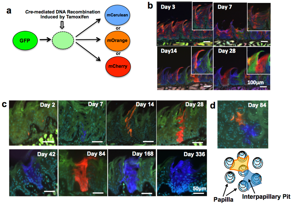 Ijms 17 00168 g001 1024
