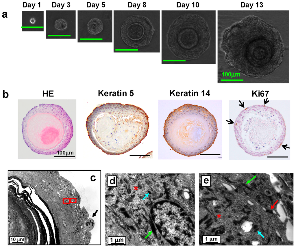Ijms 17 00168 g002 1024