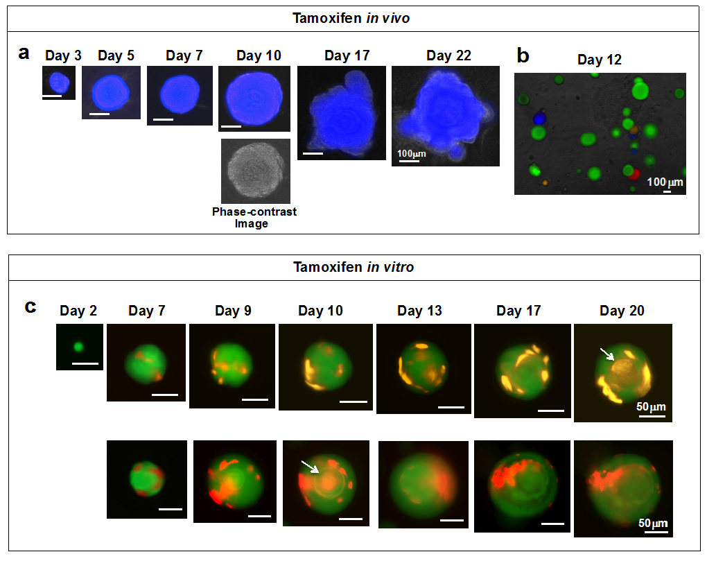 Ijms 17 00168 g003 1024