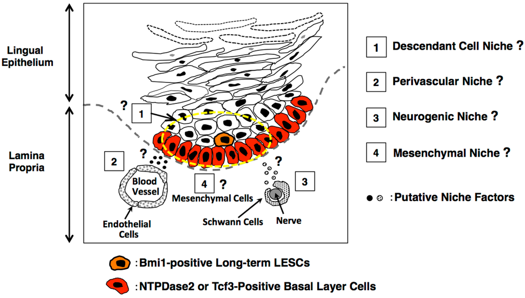 Ijms 17 00168 g004 1024
