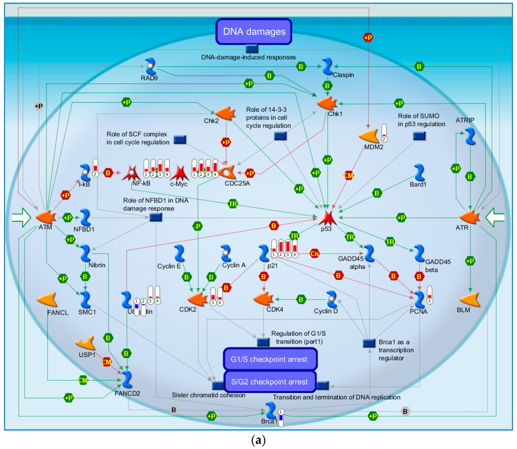 Ijms 17 00216 g003a 1024