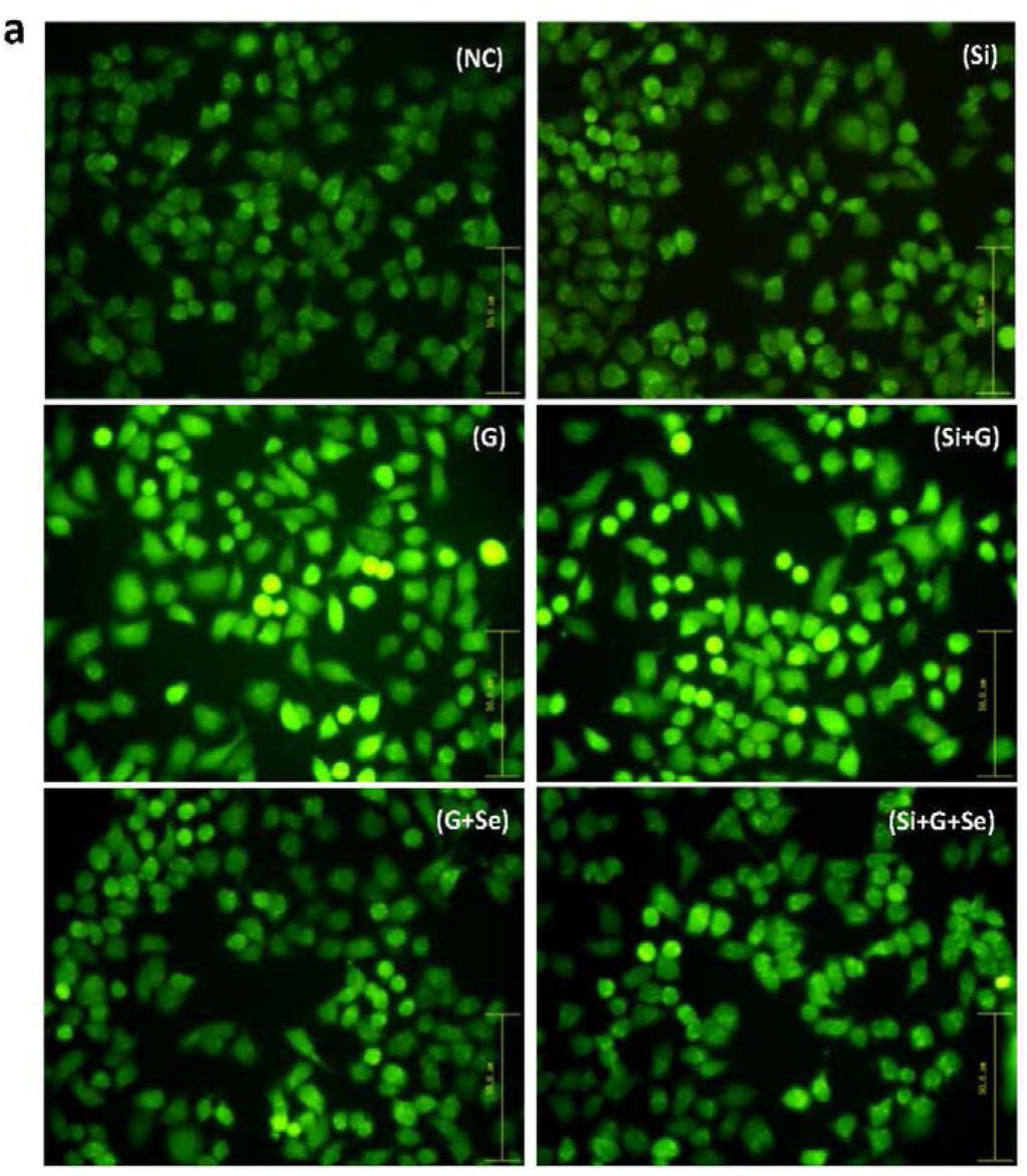 Ijms 17 00231 g005a 1024