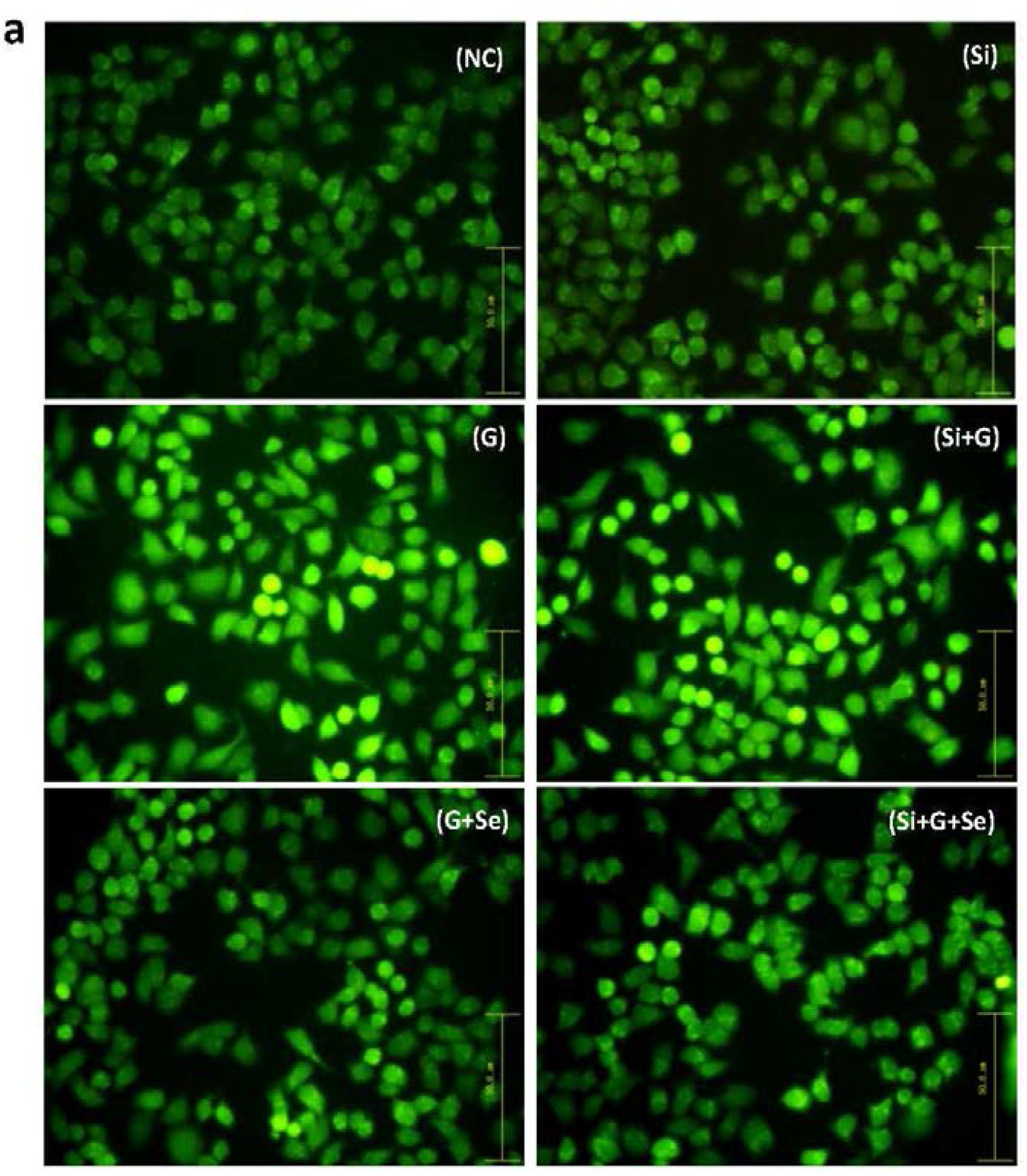 Ijms 17 00231 g005a