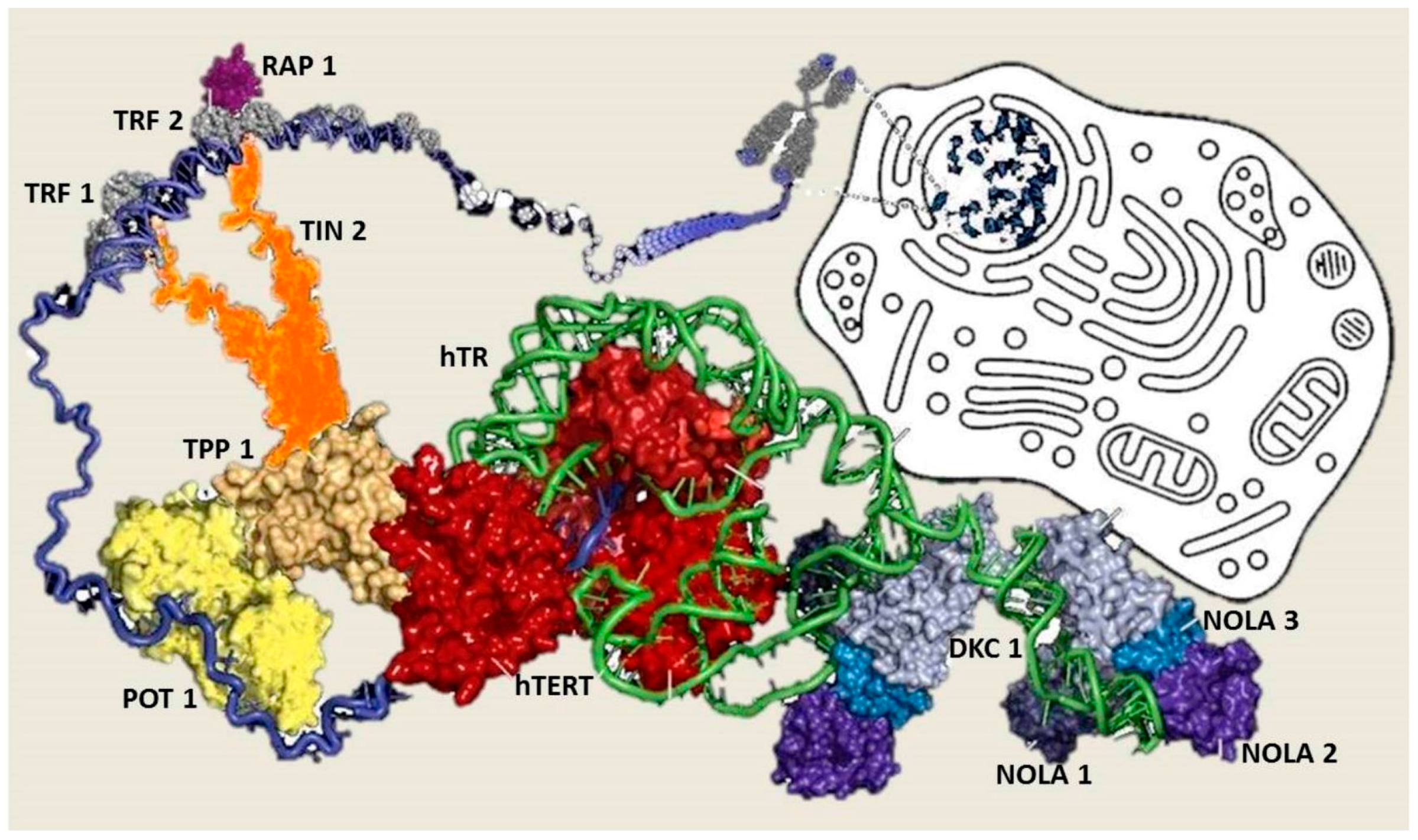 Ijms 17 00383 g001