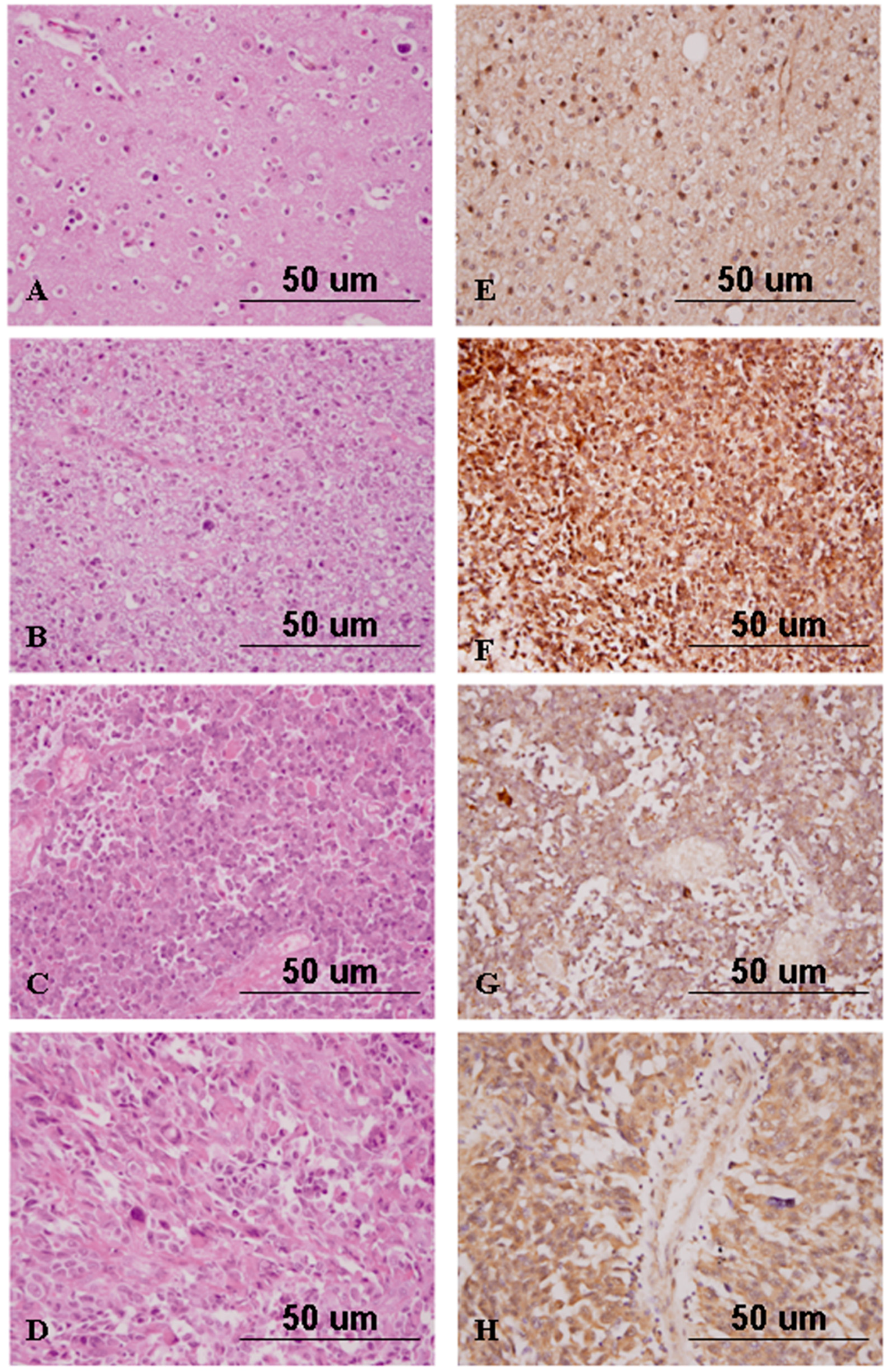 Ijms 17 00722 g004