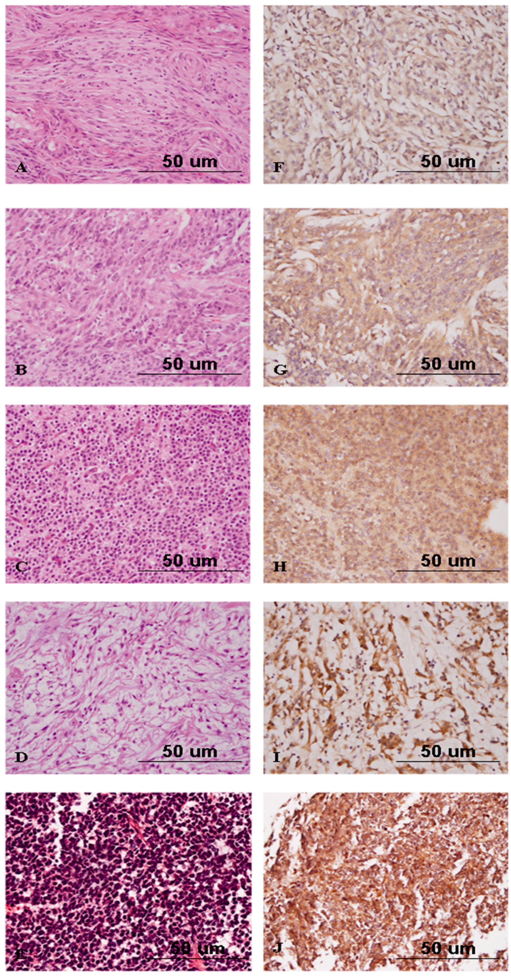 Ijms 17 00722 g006