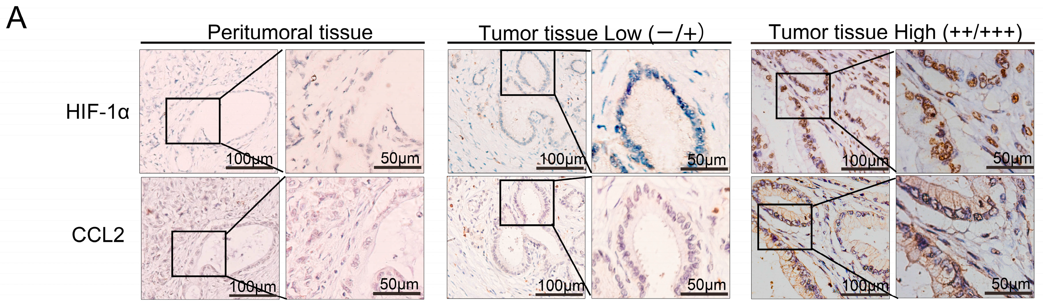 Ijms 17 00799 g002a