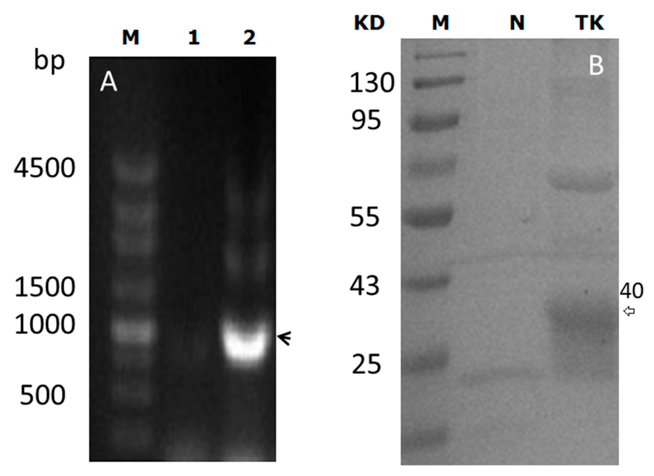 Ijms 17 00891 g001