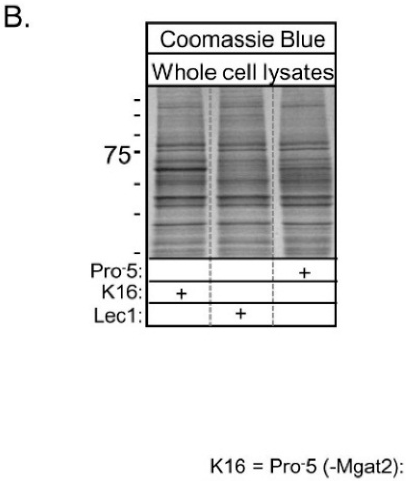 Ijms 17 00925 g002b