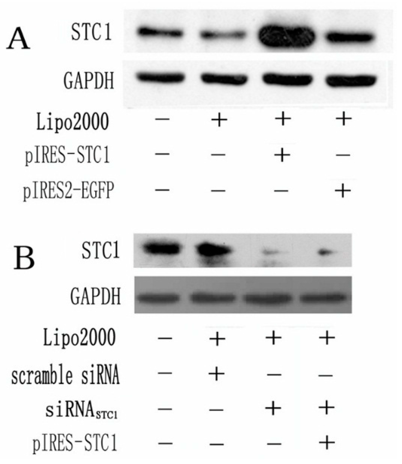 Ijms 17 01095 g001