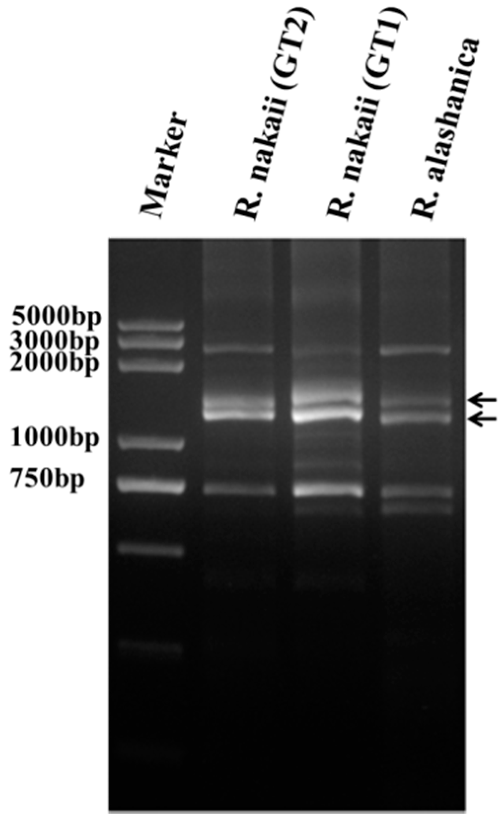 Ijms 17 01115 g002