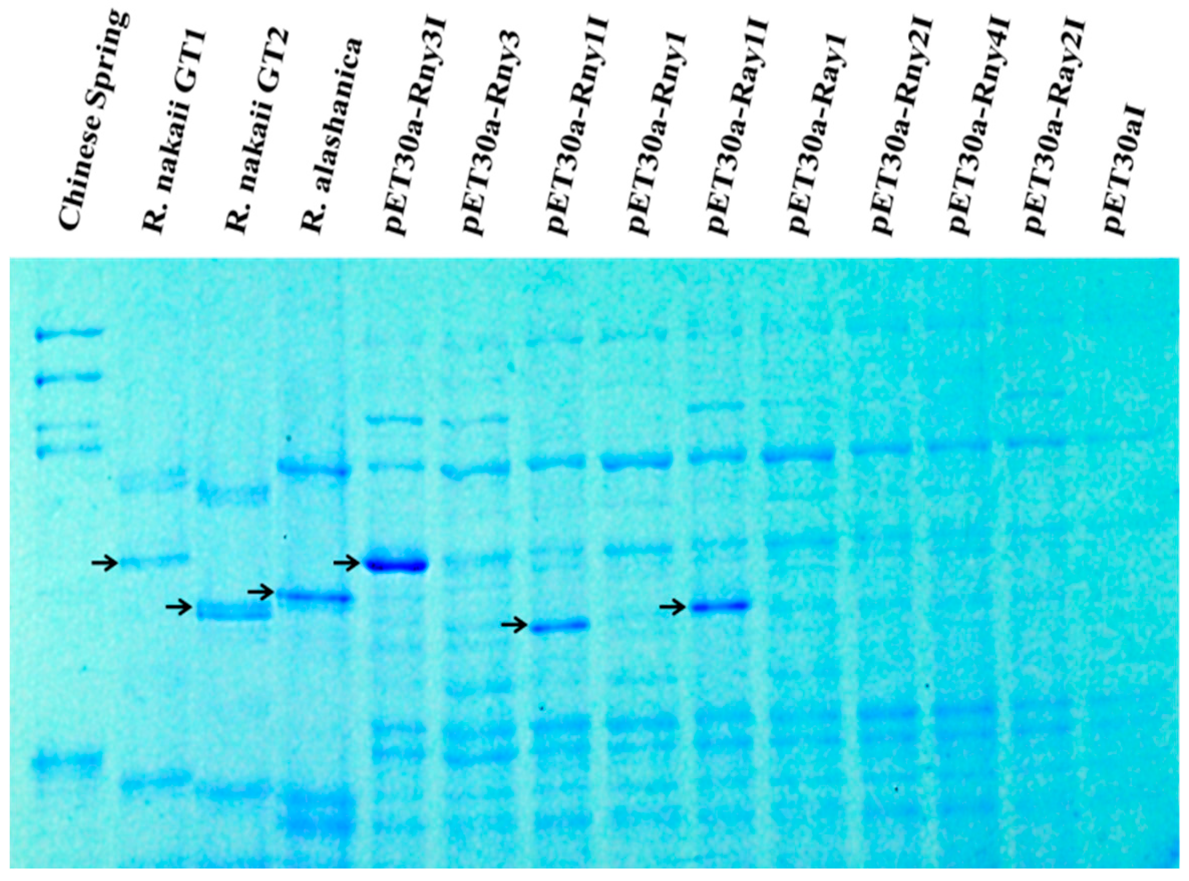 Ijms 17 01115 g005