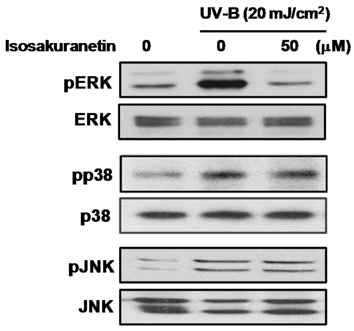 Ijms 17 01449 g005