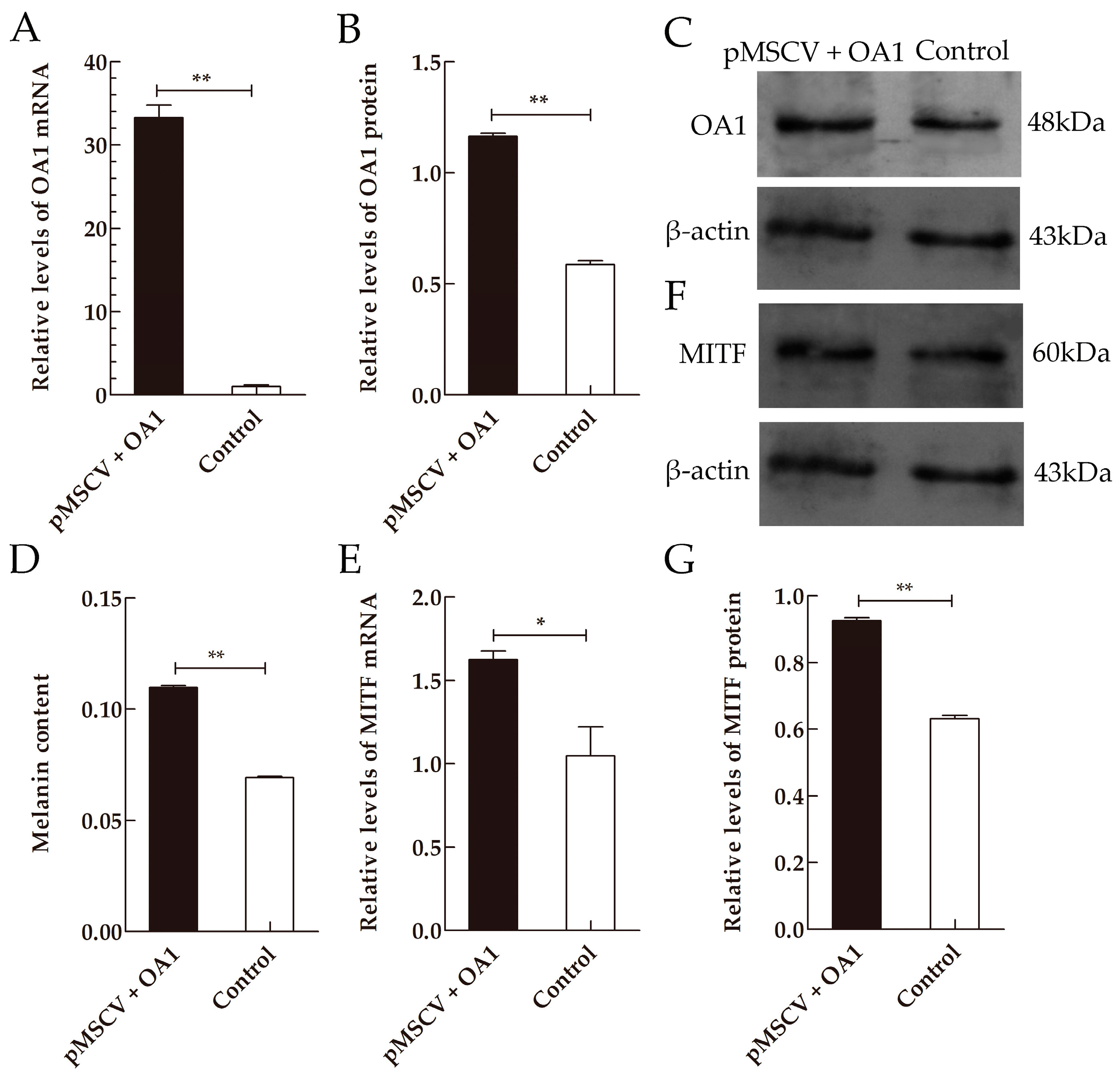 Ijms 17 01596 g003