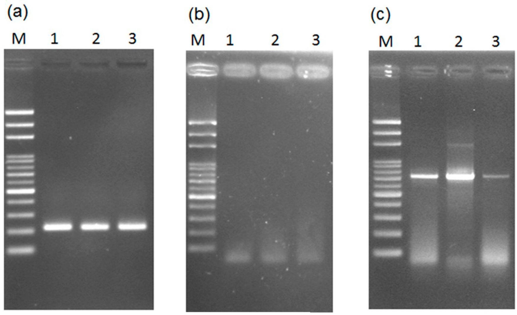 Ijms 17 01630 g007a
