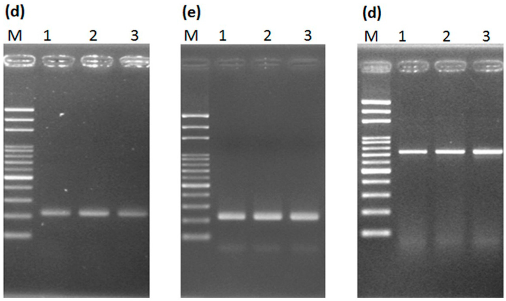 Ijms 17 01630 g007b