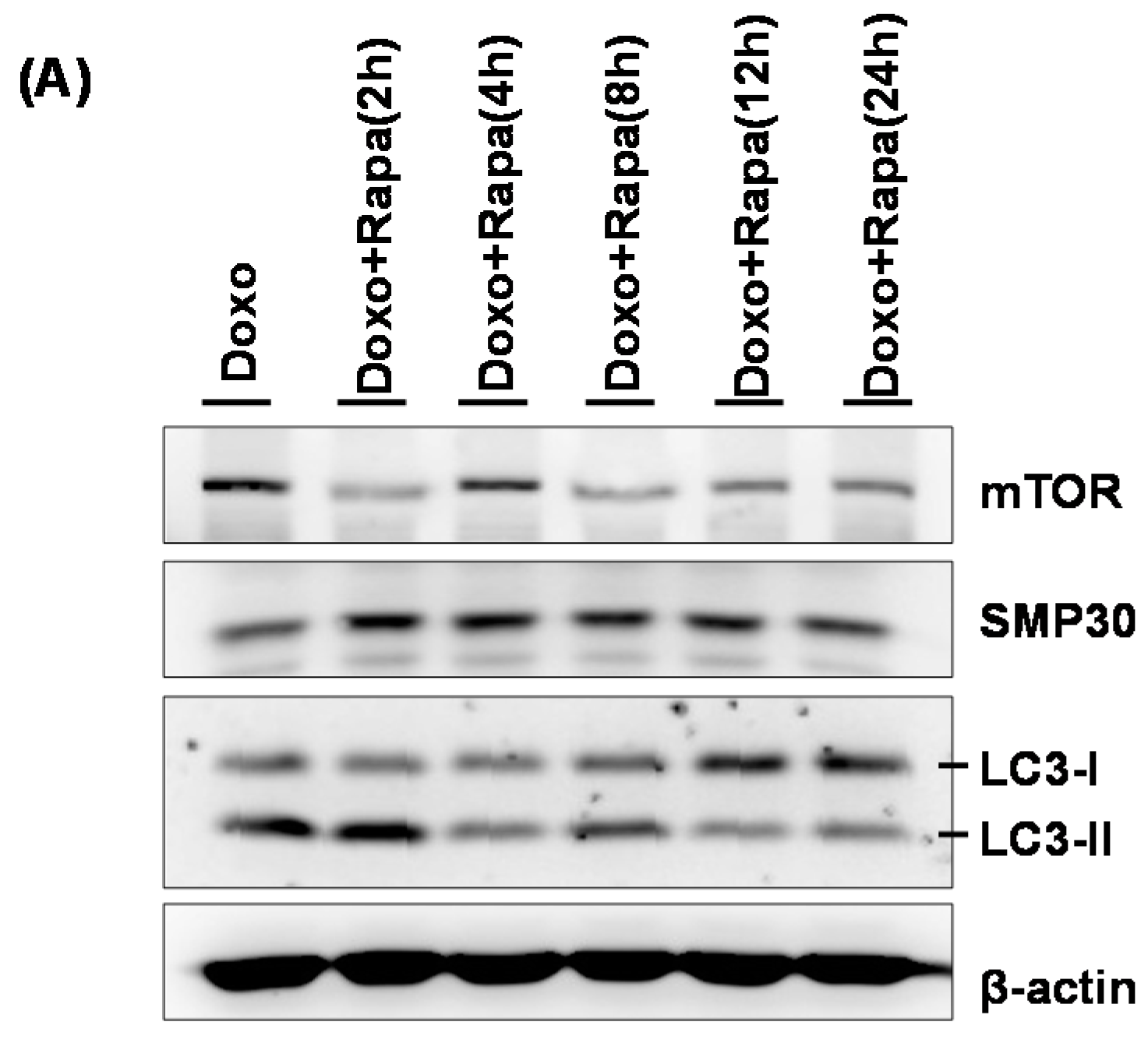 Ijms 17 01680 g004a
