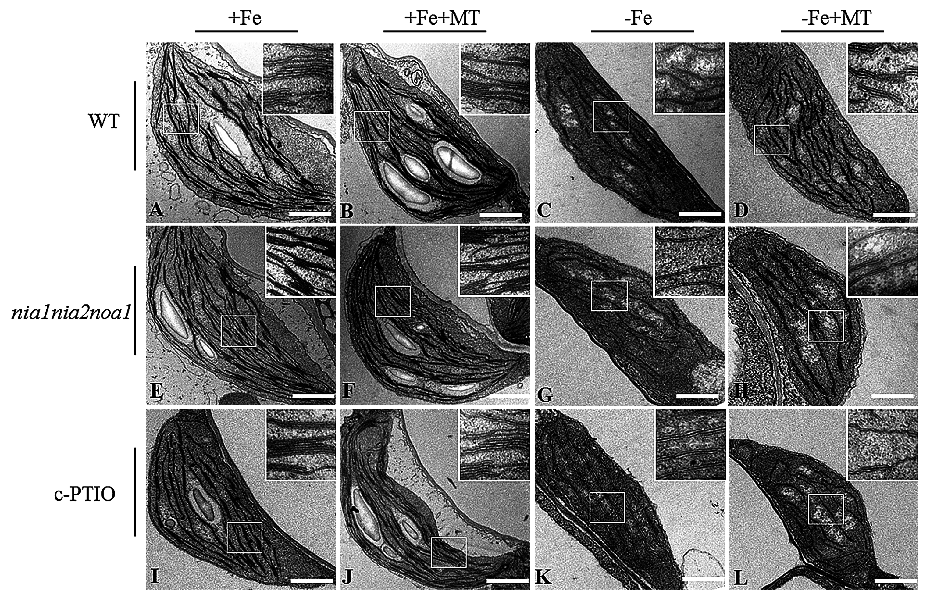 Ijms 17 01777 g008