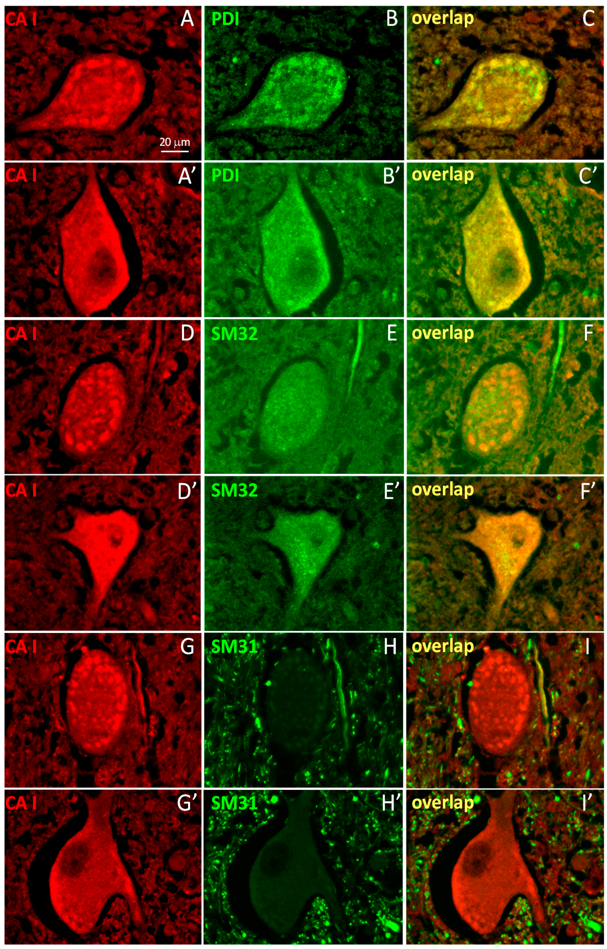 Ijms 17 01820 g002