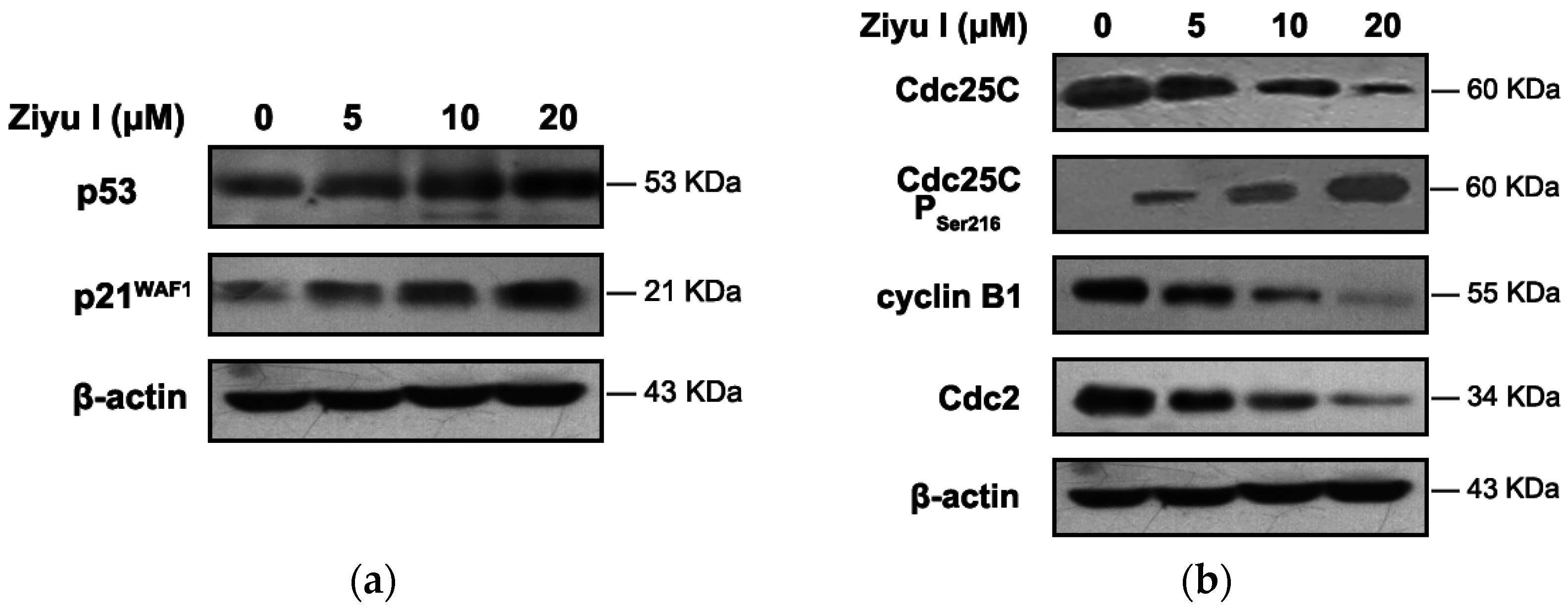 Ijms 17 01903 g005