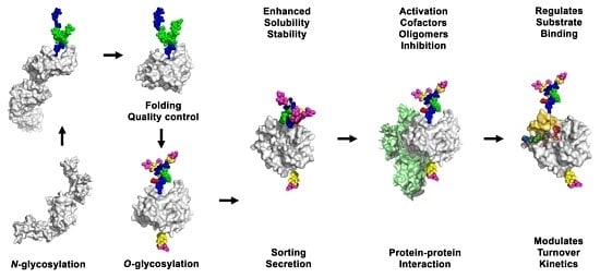 Effects of Glycosylation on the Enzymatic Activity and Mechanisms of ...