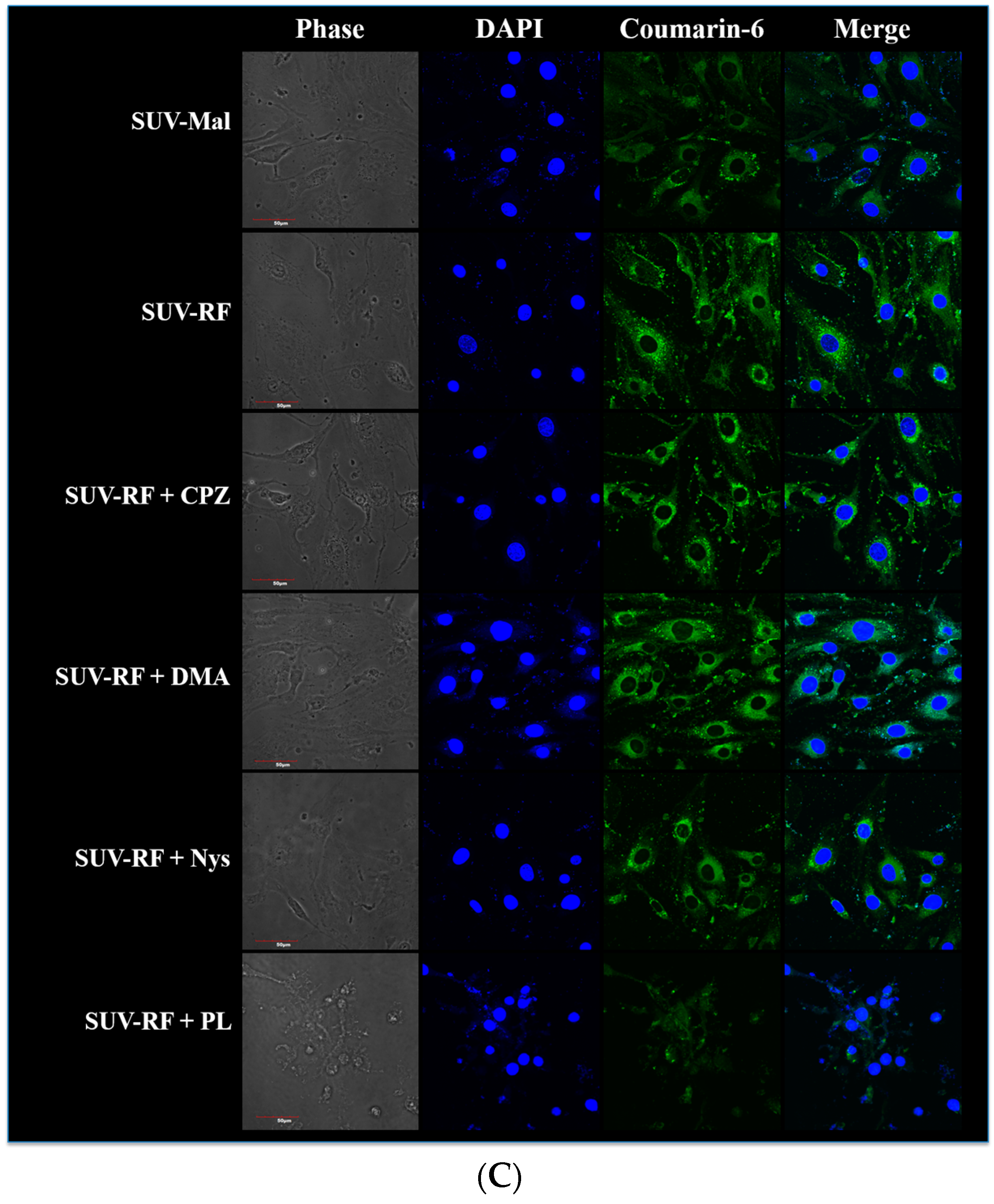 Ijms 17 01998 g007b