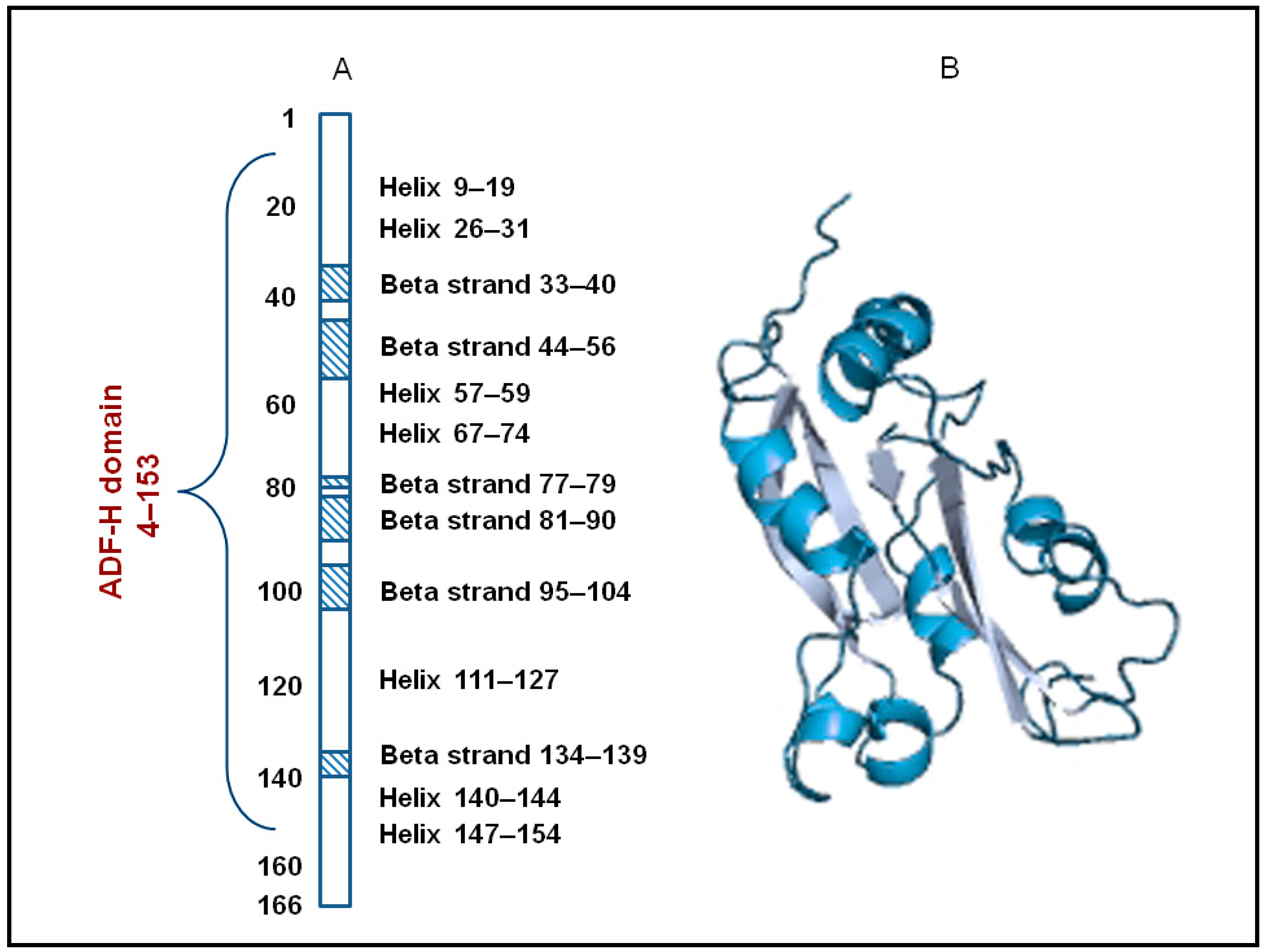 Cofilin-1 and Other ADF/Cofilin Superfamily Members in Human Malignant ...