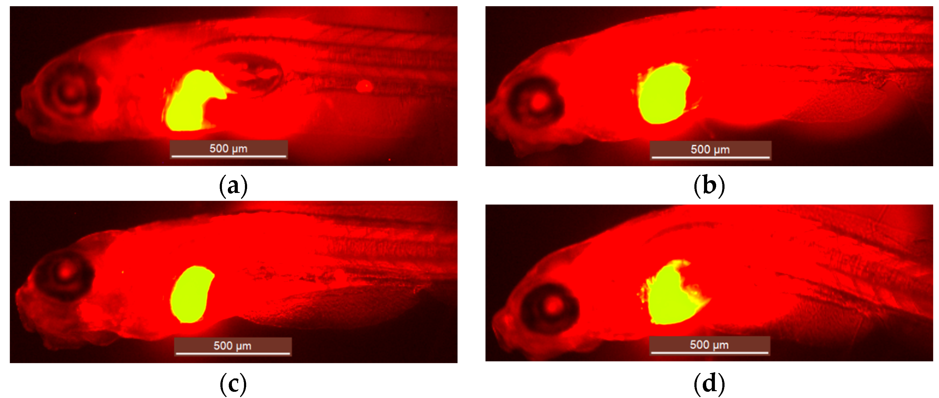 Ijms 18 00356 g002