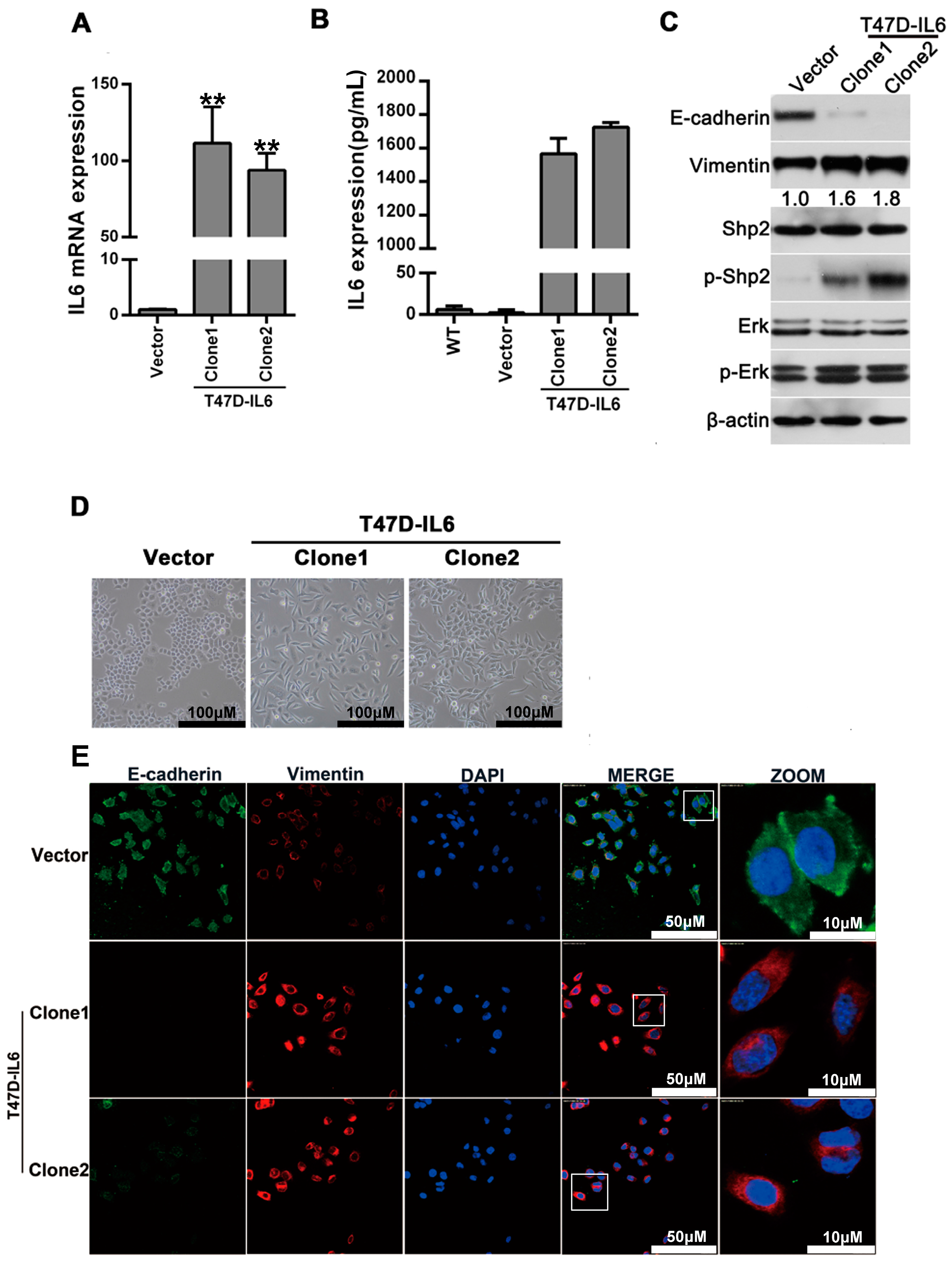 Ijms 18 00395 g002a