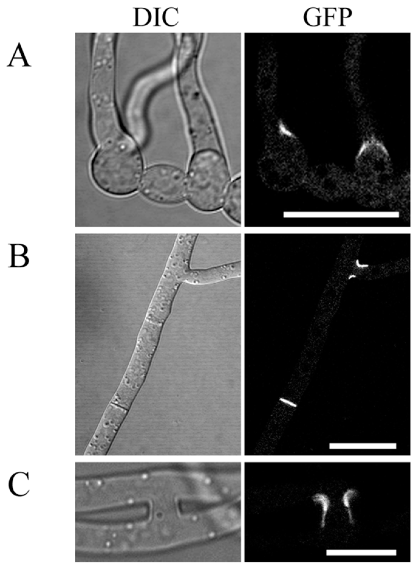 Ijms 18 00424 g006