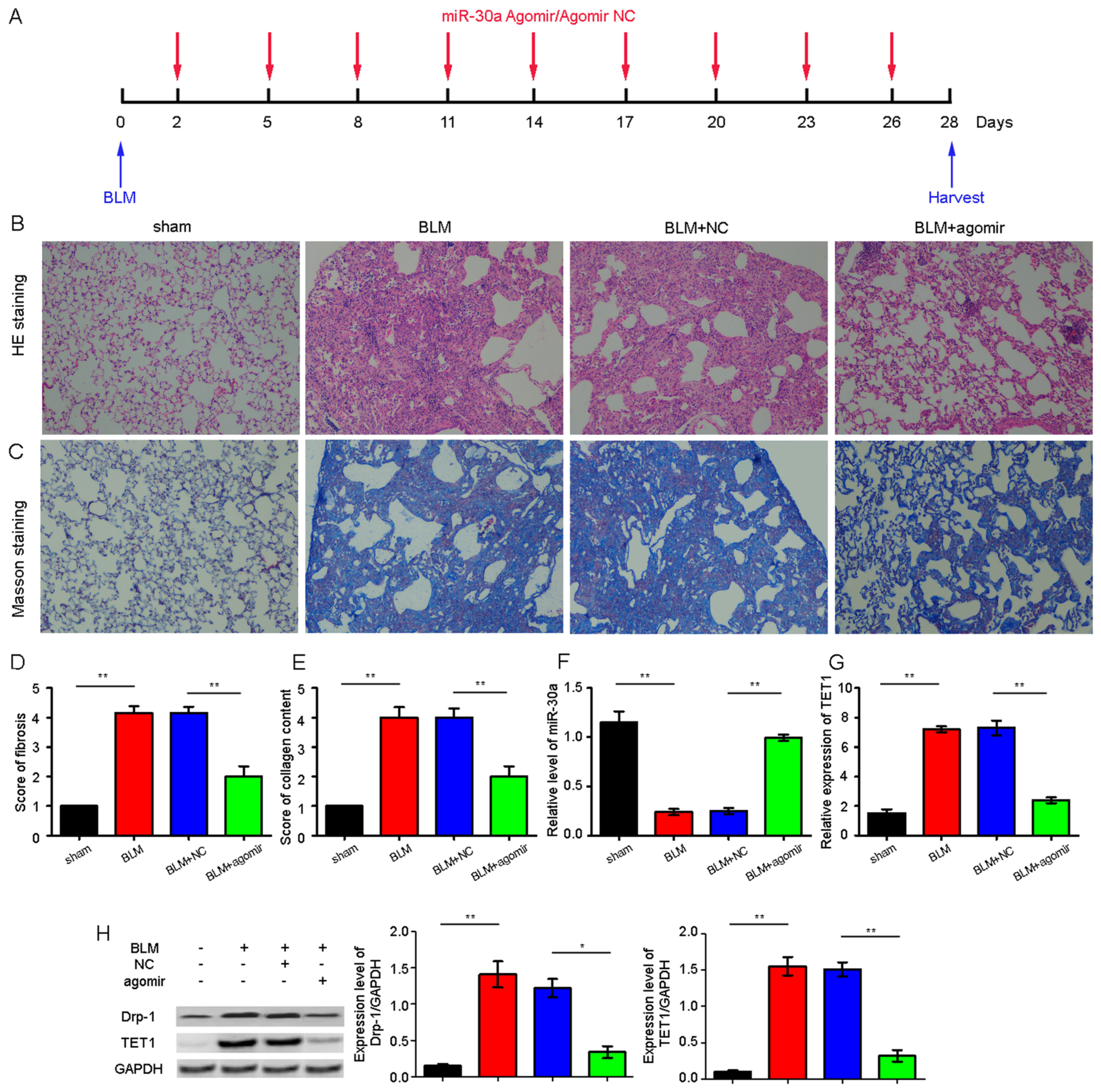 Ijms 18 00633 g004