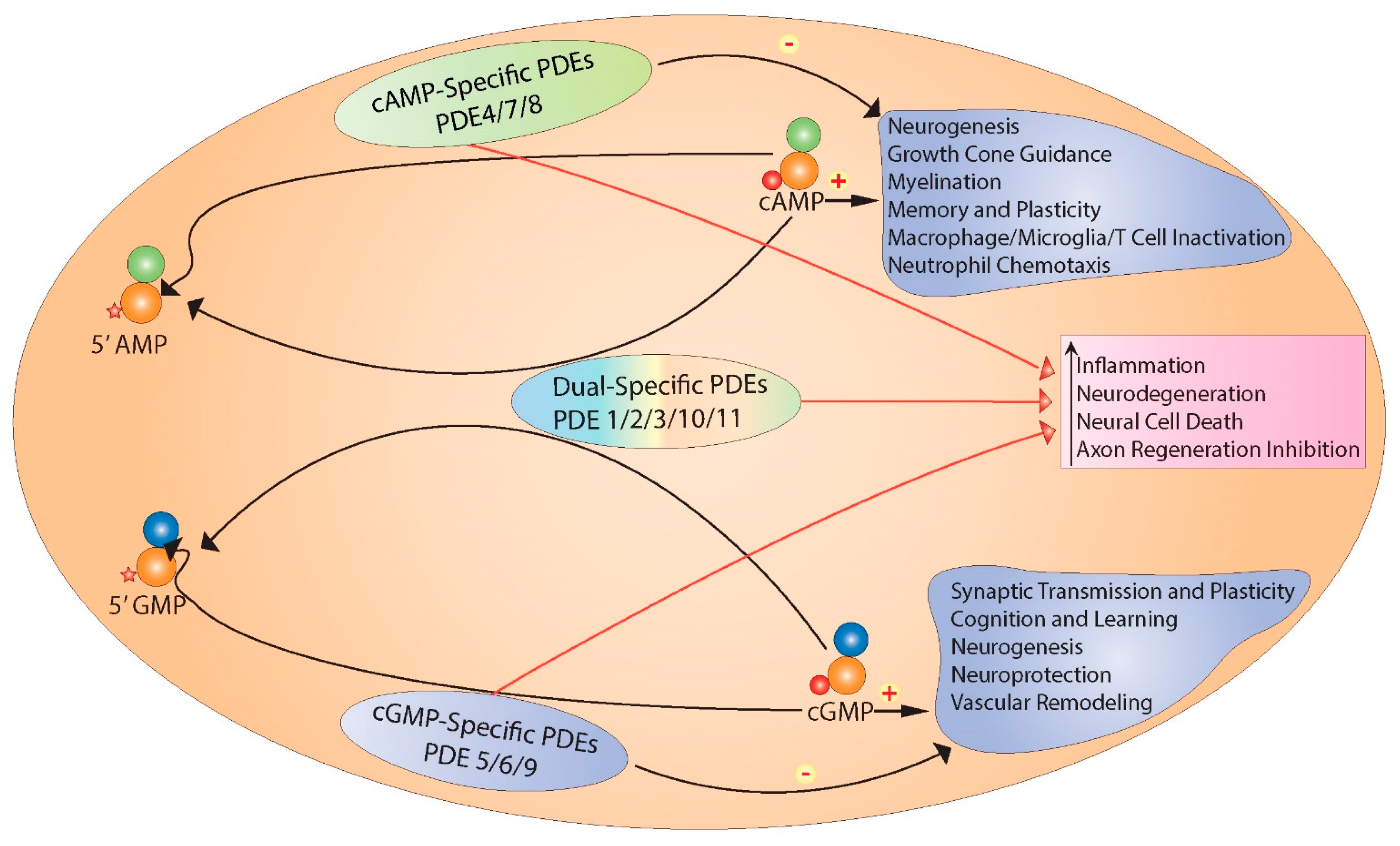 Ijms 18 00696 g001 Ijms 18 00696 g001