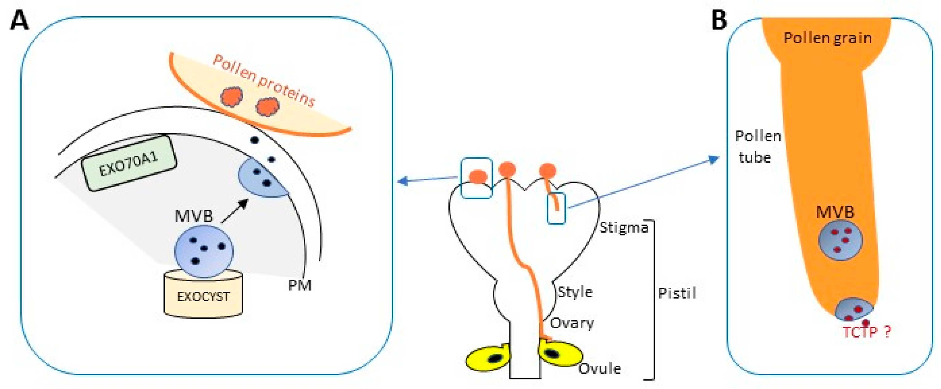 Ijms 18 00703 g005