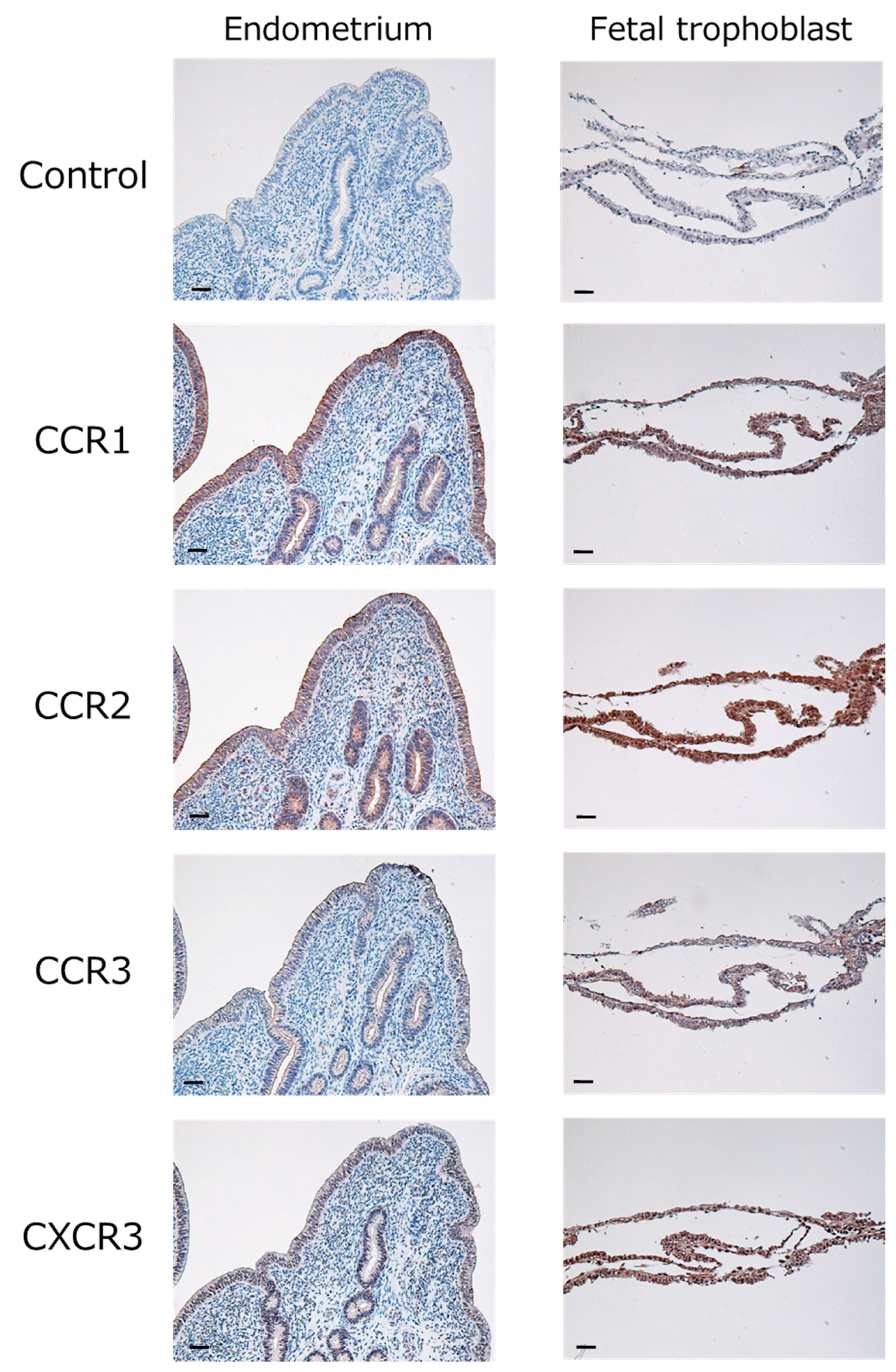 Ijms 18 00742 g002