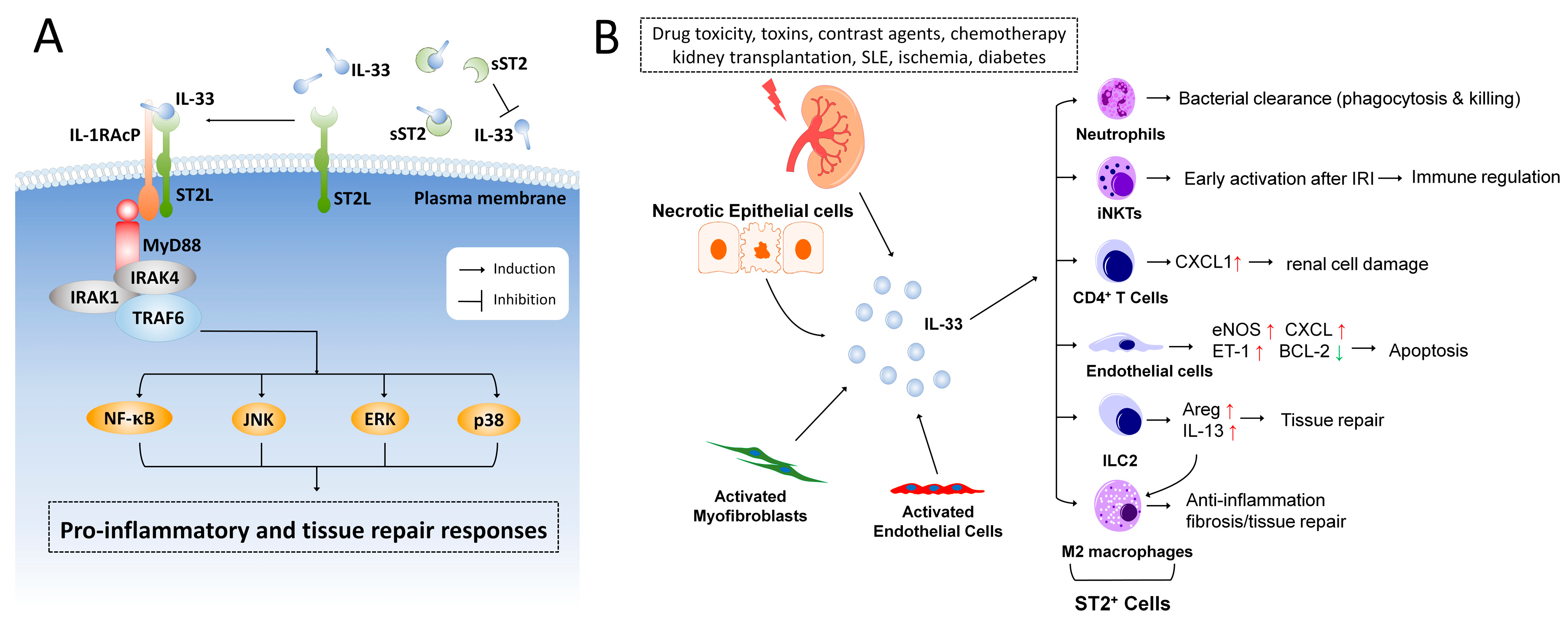 Ijms 18 00783 g001 Ijms 18 00783 g001