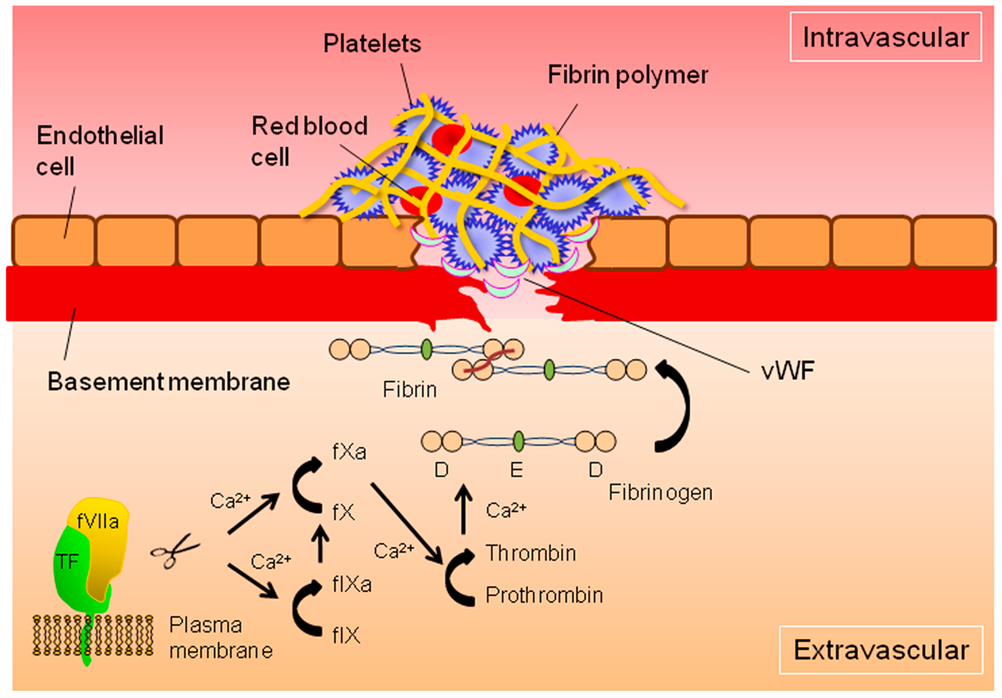 Ijms 18 00809 g001 Ijms 18 00809 g001