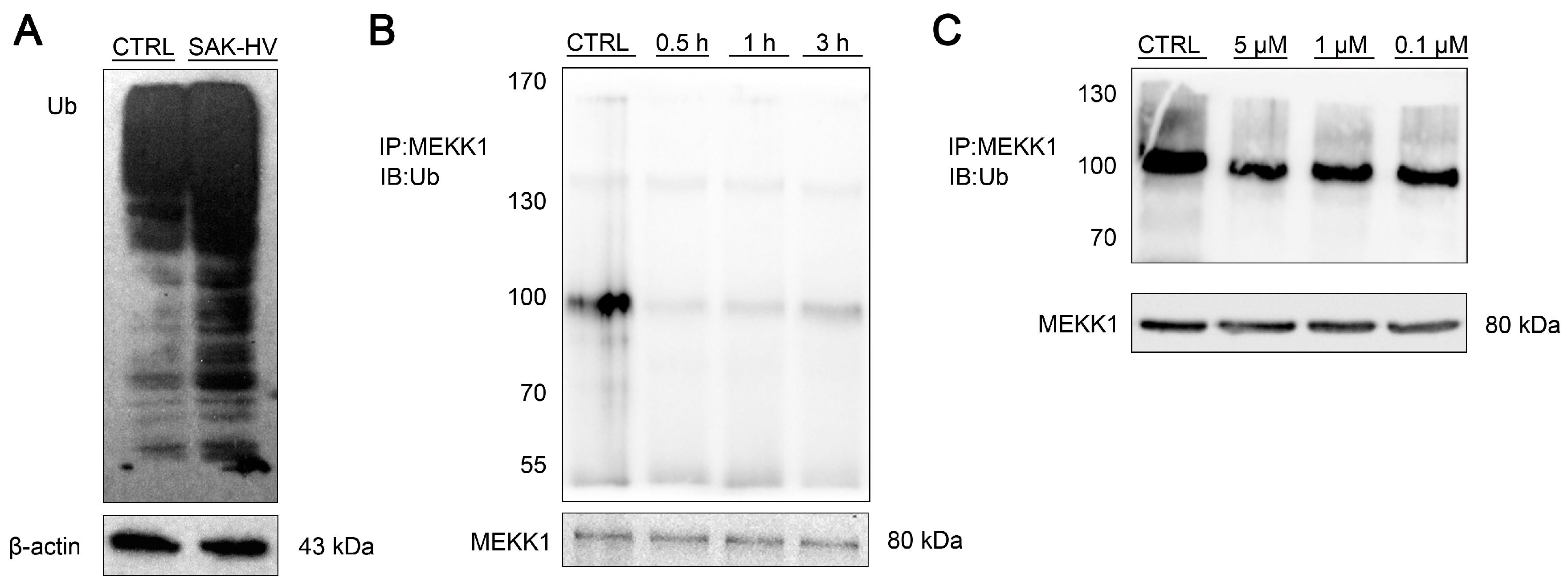 Ijms 18 00835 g011
